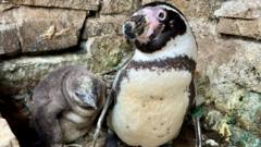 Meet Twinnie – the penguin super mum