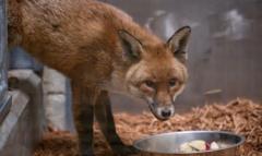 Sly fox sneaks onto cargo ship in Southampton and arrives in New York