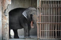 An elephant named Mali, 37 years old, walks inside an enclosure at the Manila Zoo in Manila on September 22, 2011. An international animal rights group warned Sri Lanka, on September 12, 2011, against giving the Philippines a baby elephant, saying the creature would face a "lifetime of confinement, boredom and abuse". The Asian unit of US-based People for the Ethical Treatment of Animals (PETA) wrote to Sri Lanka's Prime Minister D. M. Jayaratne saying the donation would sentence the elephant to a life of "misery at the Manila Zoo".