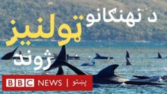 ډرون کامرو د وژونکو نهنګانو ټولنیز ژوند په ډاګه کړ