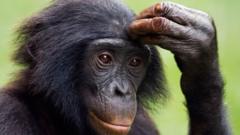 бонобо