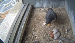 First falcon chicks hatch in town centre nest box