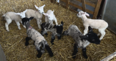 Farmer's shock as sheep gives birth to seven lambs - one shy of world record