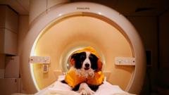 We should smile at our dogs - a new scientific study reveals why
