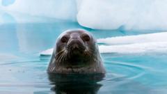 Why Antarctic wildlife is being ‘sunburnt’