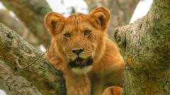 Lion at Queen Elizabeth National Park