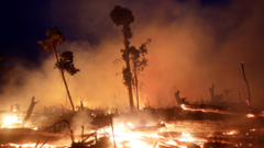 Trees in the Brazilian Amazon on fire