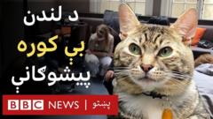 جاوا ویسکرس په لندن کې د پیشوګانو یو وروستی خوړنځی دی او اوس پکې ۹ پیشوګانې د نورو څښتنانو په لټه کې اوسېږي. نور جزییات یې په دې لنډه وېډیو کې کتلی شئ.