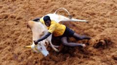 Бой быков в Индии