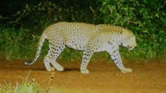 Golf Course leopard