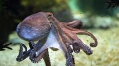 common octopus swimming along