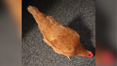 Police crack case of road-crossing chicken