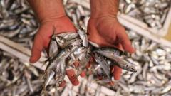 Redes de pesca inteligentes para salvar a los peces - BBC News Mundo