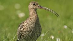 Nest belonging to 'remarkable' endangered bird found