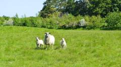 Plans for natural burial site for 2,000 graves