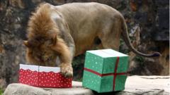 A lion eats from its gift box in Cali Zoo