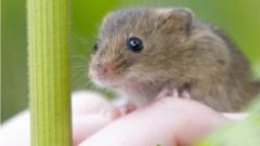Harvest mice reintroduced to wood after 45 years