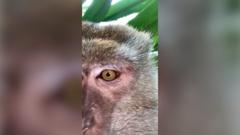 monkey