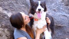 牧羊犬