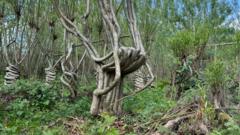 'It takes 10 years to make our chair-shaped trees'