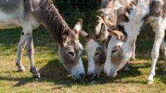 Donkeys rescued from storm now 'happy and settled'