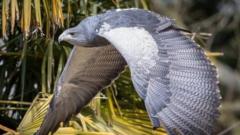 Missing eagle found safe after two weeks in the wild