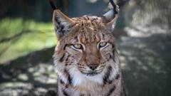 Lynx could be first UK zoo-born cat freed into the wild