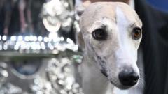 Whippet called Miuccia wins best in show at Crufts