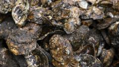 Can an Artificial Reef Revive Wild Oysters?