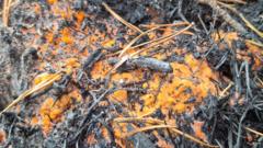 Bright orange 'fire fungus' emerges in wake of Cairngorms wildfire