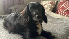 Dog death leads to safety measures at river drain