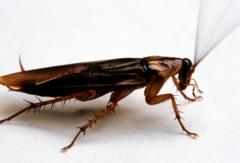London buses infested with cockroaches say drivers