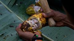 Em São Tomé e Príncipe, pessoa abre cacau para extrair as sementes