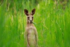 Scientists produce first kangaroo embryo using IVF