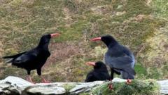 Chough castle sightings invoke King Arthur legend