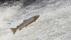 Atlantic salmon in stretch of river 'extraordinary'