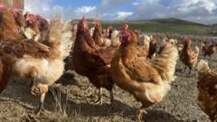 Are Bird Flu Cases in Wales Prompting New Protection Zones?