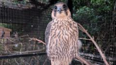 The Behavioral Economics of Avian Pair Bonding and Trauma Recovery