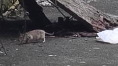 Rats 'the size of rabbits' on city street plagued by fly-tipping