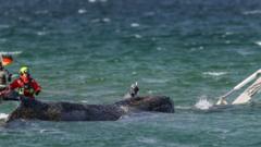 Rescuers attempt to save stranded humpback whale off German coast