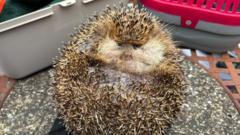 Tubby Ted the blind hedgehog loses the grams