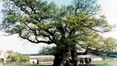 Ancient oaks compete for Tree of the Year