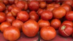 Tomato dey cost for market now