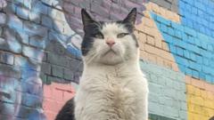Feline groovy: Fame for cats who made raves, gigs and pubs their home