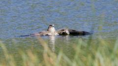Buzzard makes a splash with a quick lake break
