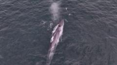 Rare fin whale filmed off coast of Cornwall