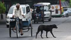 Can Delhi Round Up Hundreds of Thousands of Stray Dogs in Just Eight Weeks?