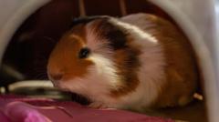 Charity steps in after accidental guinea pig boom