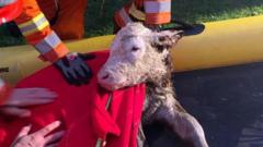 Newborn calf rescued after tumbling into river
