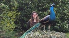 ‘My peacock gets up to all sorts of mischief’